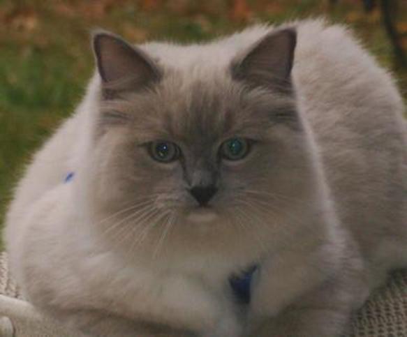 RAGDOLL KITTEN - KLAWS, CMR