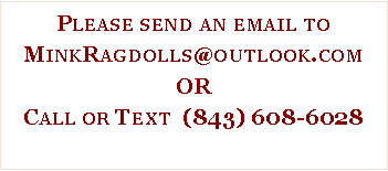 Text Box: Please send an email to MinkRagdolls@outlook.comORCall or Text  (843) 608-6028